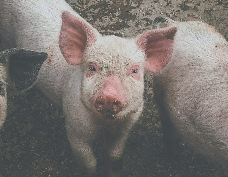 Pigs at Rumion Farm