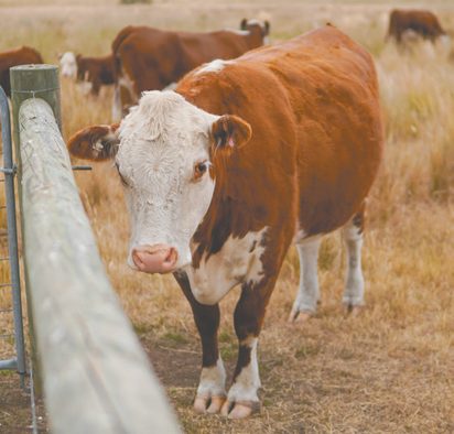 Beef cattle beside a fence at Rumion Farm
