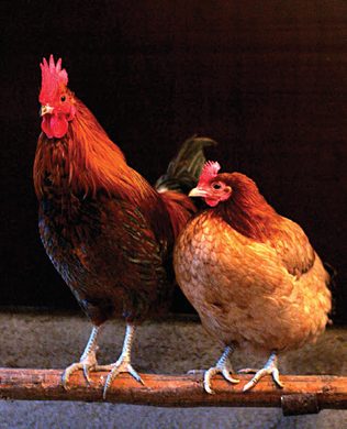 Rooster and hen